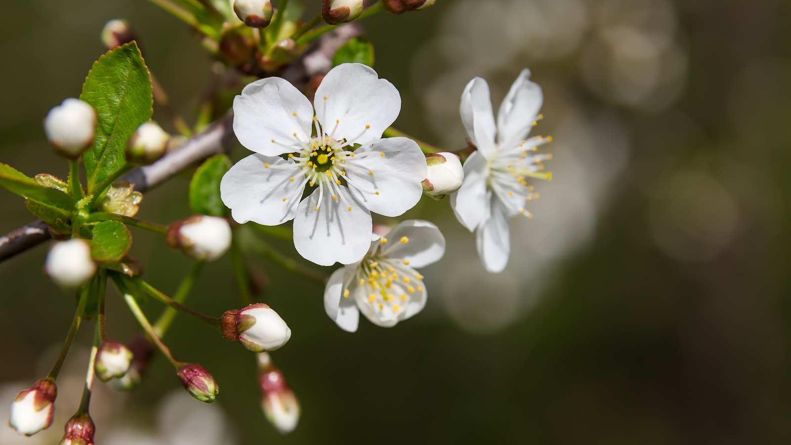 Обои цветы, природа, цветение, макро, весна, вишня, боке, flowers, nature, flowering, macro, spring, cherry, bokeh разрешение 2304x1536 Загрузить