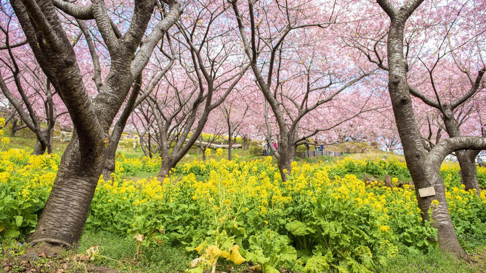 Обои цветы, цветение, парк, весна, сакура, flowers, flowering, park, spring, sakura разрешение 4000x2670 Загрузить