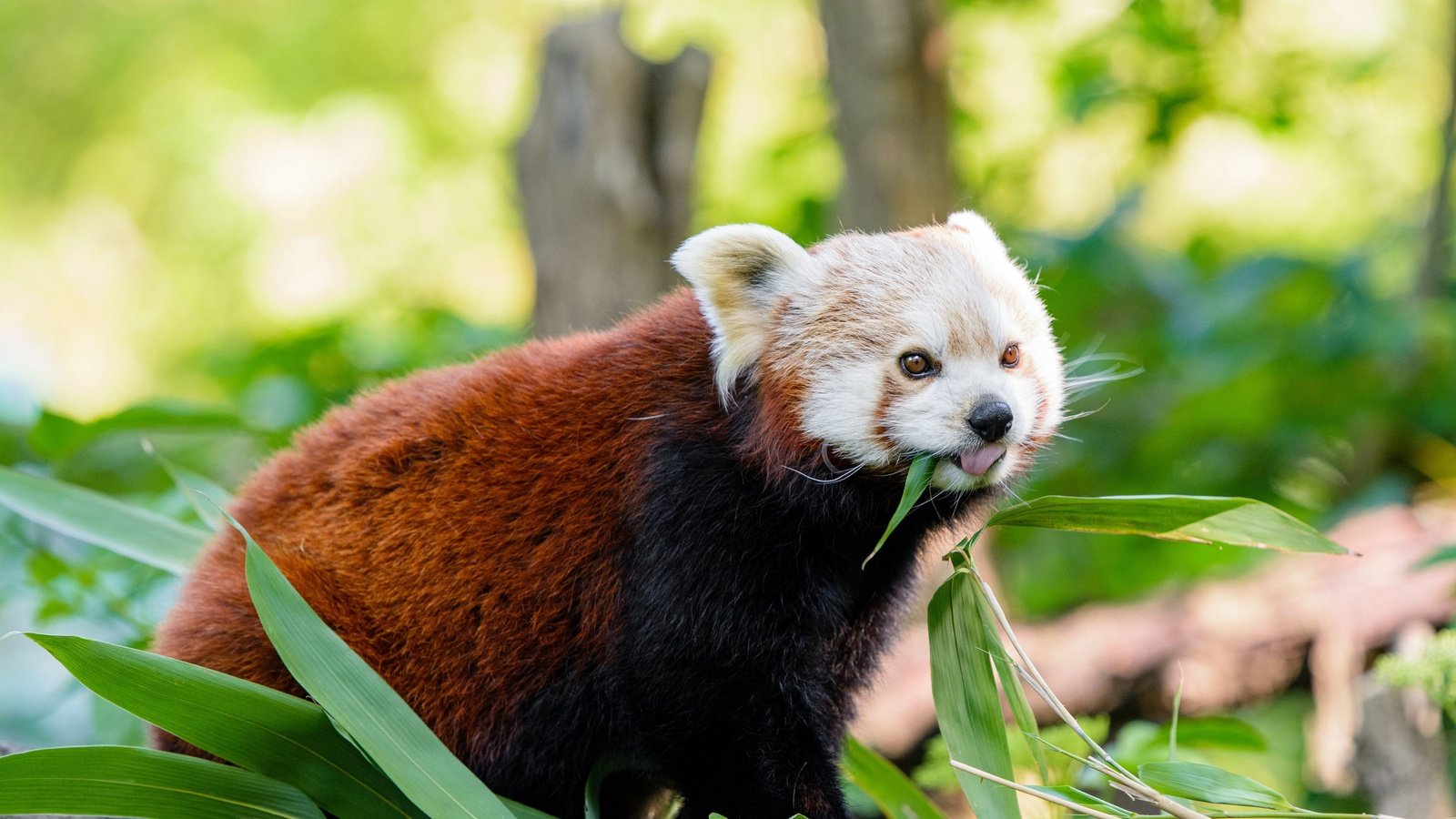 Обои мордочка, взгляд, панда, язык, красная панда, малая панда, muzzle, look, panda, language, red panda разрешение 3840x2160 Загрузить