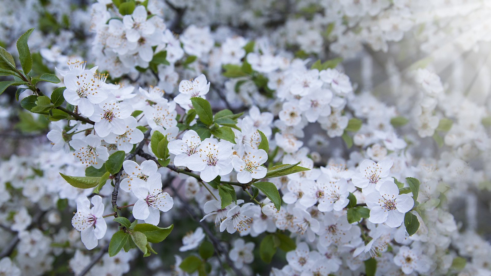 Обои весна, весенние, spring разрешение 4476x2316 Загрузить