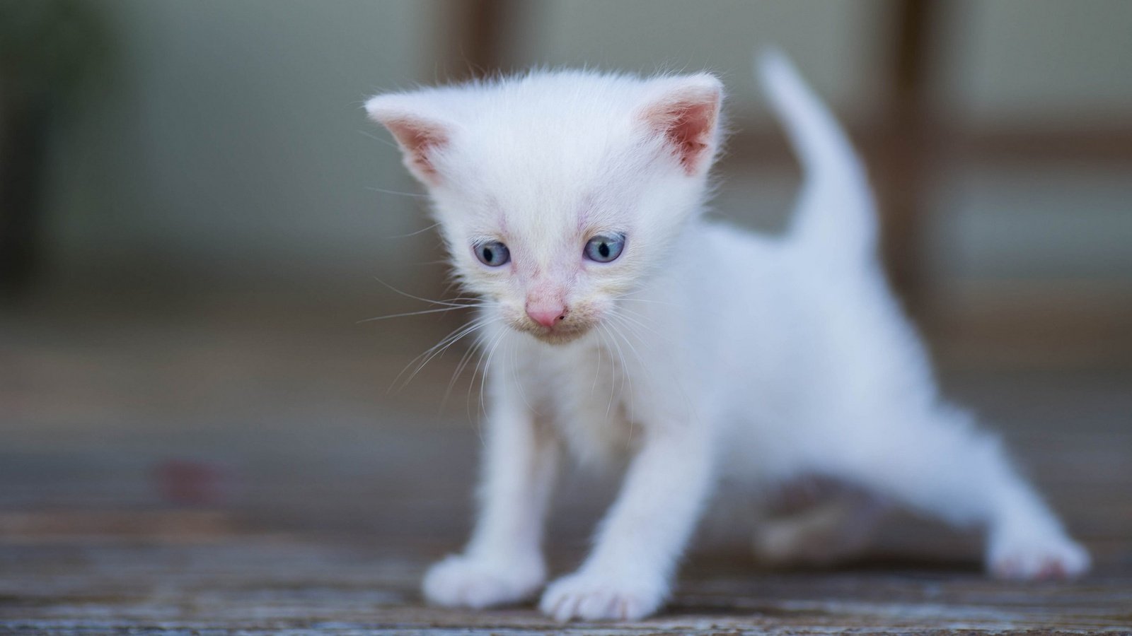 Обои белый, малыш, боке, голубые глазки, white, baby, bokeh, blue eyes разрешение 2048x1280 Загрузить