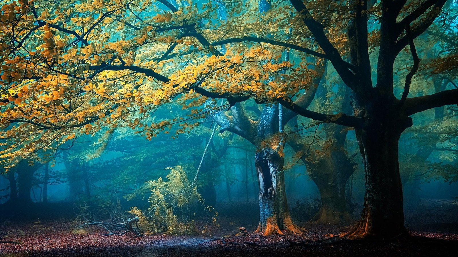 Обои деревья, лес, туман, осень, тропинка, trees, forest, fog, autumn, path разрешение 2048x1365 Загрузить