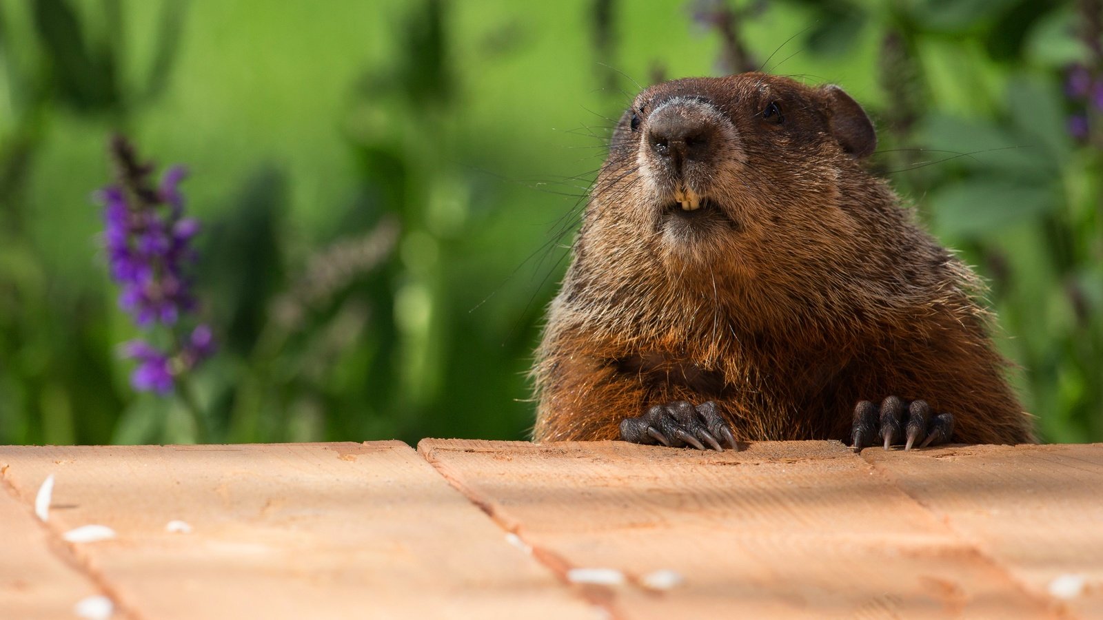 Обои морда, цветы, природа, портрет, доски, сурок, face, flowers, nature, portrait, board, marmot разрешение 4095x3105 Загрузить