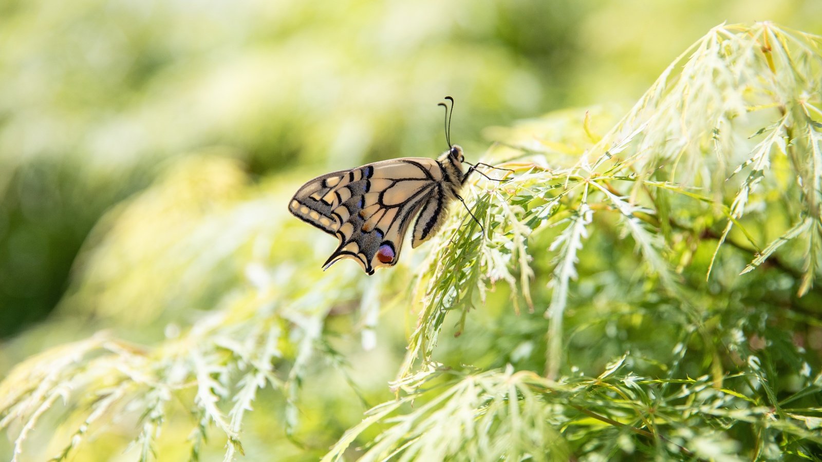 Обои природа, листья, макро, насекомое, ветки, бабочка, боке, nature, leaves, macro, insect, branches, butterfly, bokeh разрешение 6720x4480 Загрузить