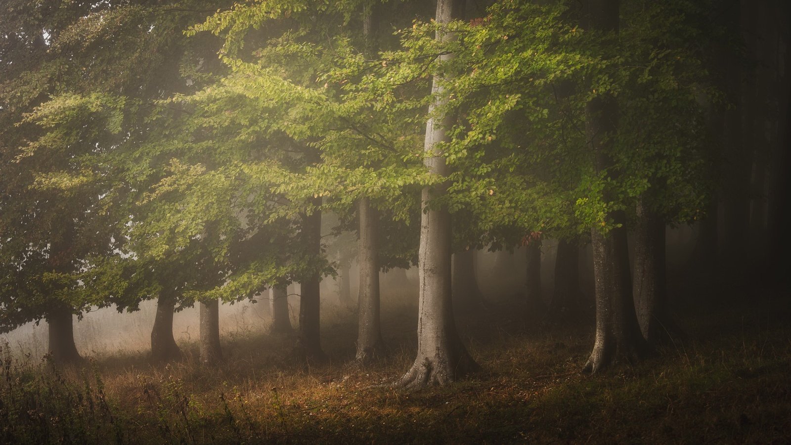 Обои природа, лес, туман, nature, forest, fog разрешение 2048x1152 Загрузить