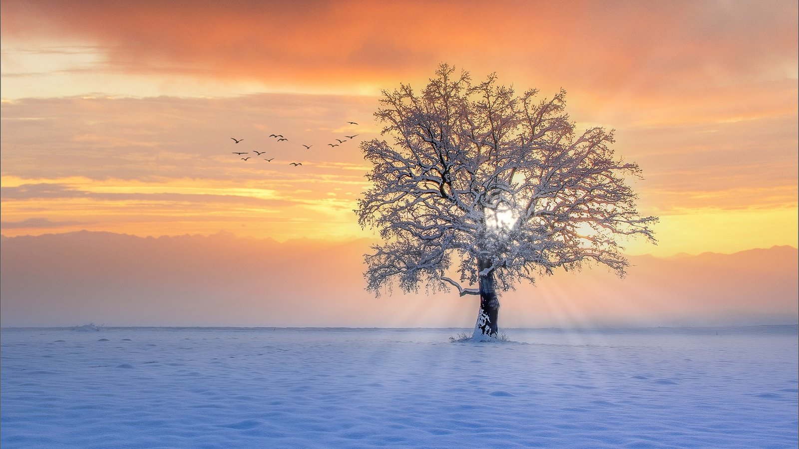 Обои снег, дерево, закат, зима, лучи, птицы, snow, tree, sunset, winter, rays, birds разрешение 2000x1337 Загрузить