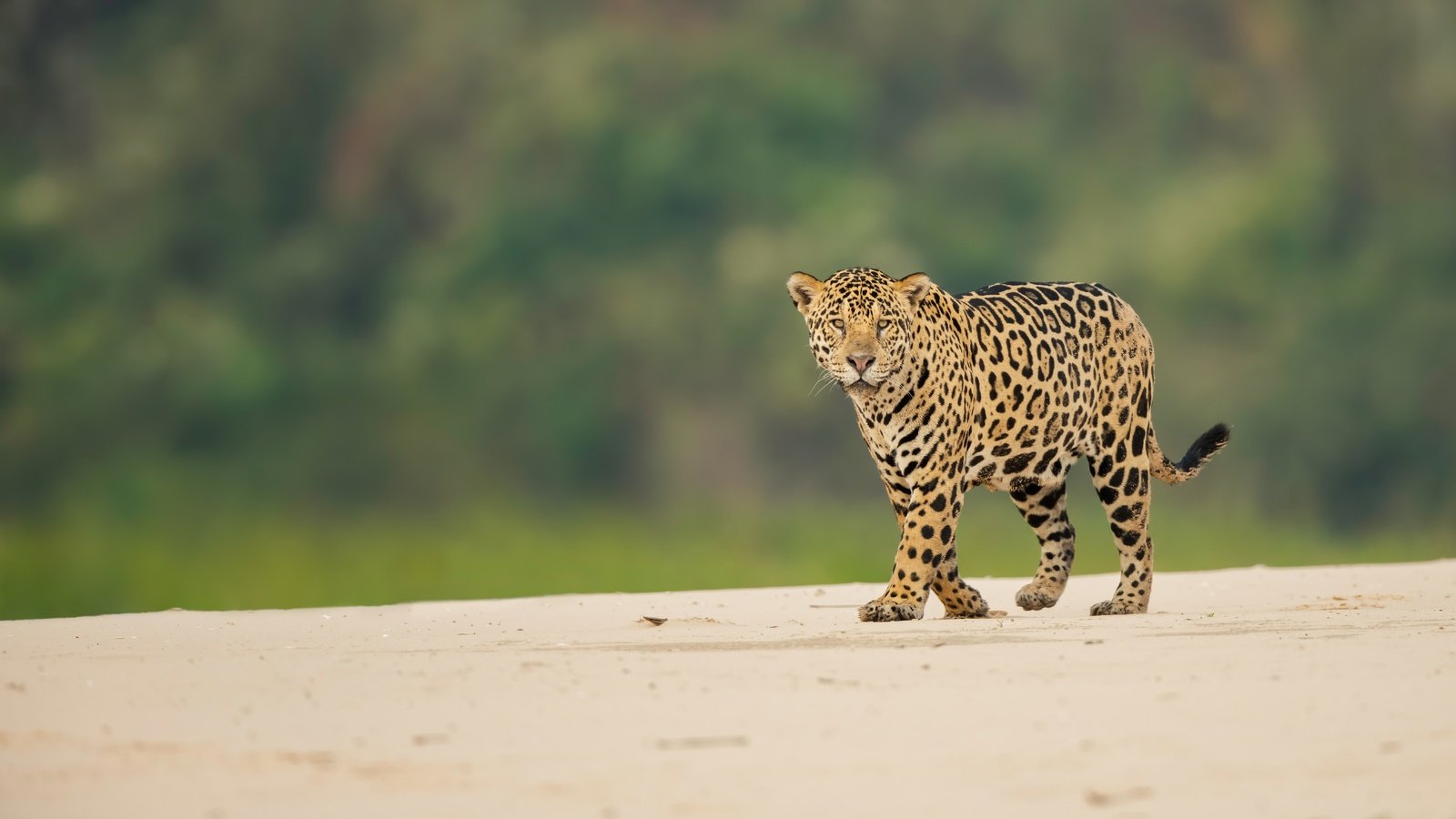 Обои взгляд, ягуар, дикая кошка, боке, look, jaguar, wild cat, bokeh разрешение 7050x4700 Загрузить