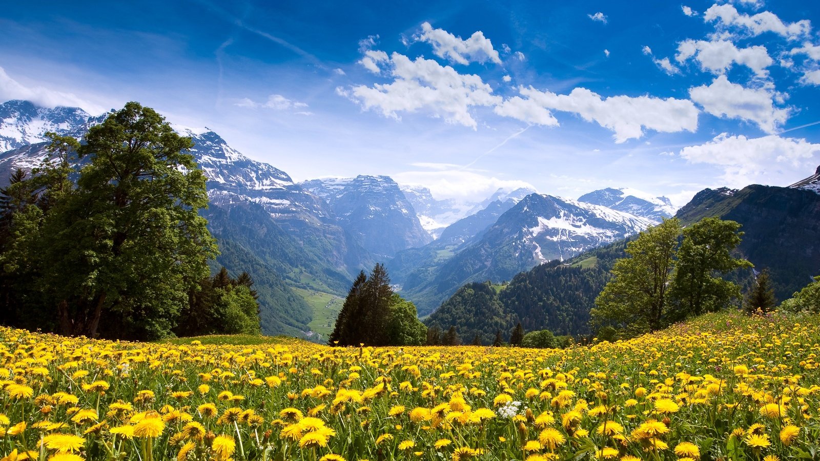 Обои небо, цветы, облака, горы, лес, одуванчики, the sky, flowers, clouds, mountains, forest, dandelions разрешение 3200x1800 Загрузить