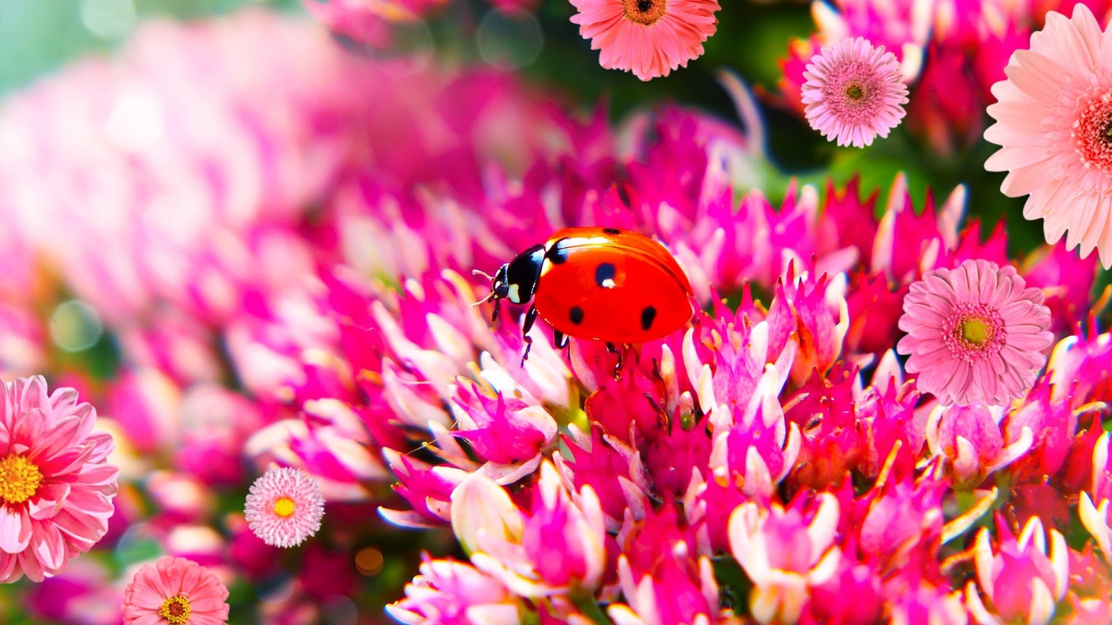 Обои цветы, жук, макро, божья коровка, боке, flowers, beetle, macro, ladybug, bokeh разрешение 2880x1620 Загрузить