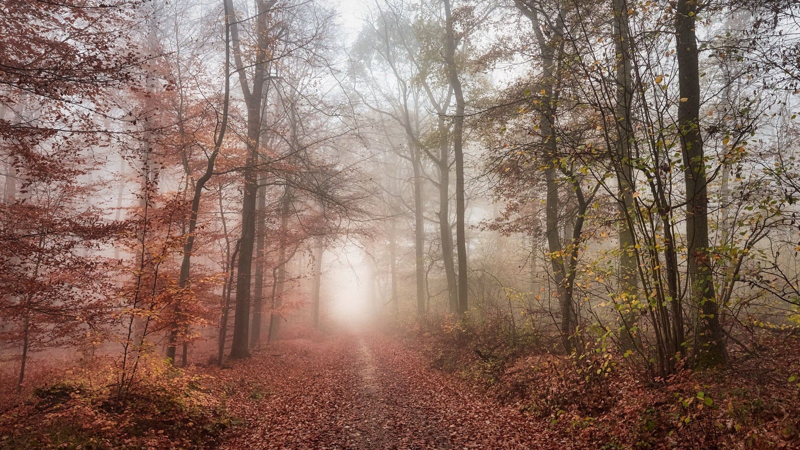 Обои дорога, лес, road, forest разрешение 2048x1365 Загрузить