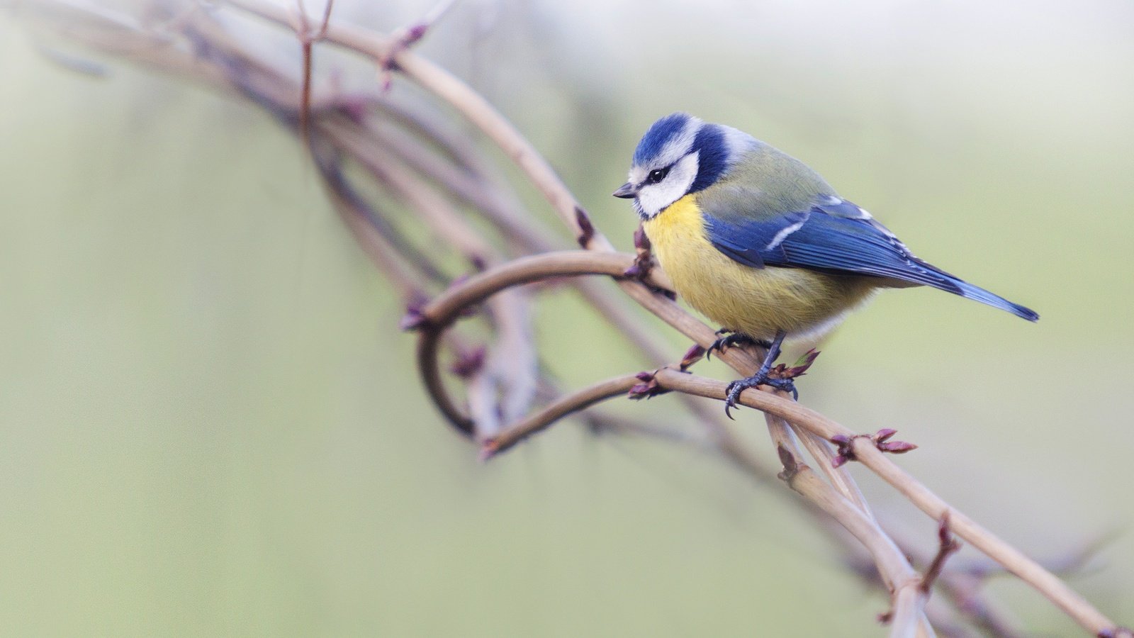 Обои фон, ветки, птица, синица, background, branches, bird, tit разрешение 2880x1620 Загрузить