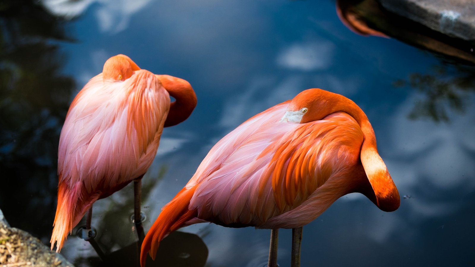 Обои вода, поза, фламинго, водоем, птицы, пара, розовый фламинго, water, pose, flamingo, pond, birds, pair, pink flamingos разрешение 4896x3264 Загрузить