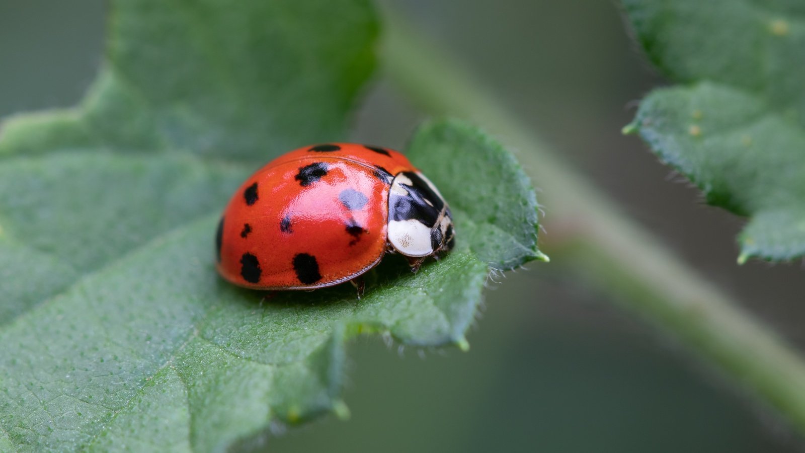 Обои жук, макро, фон, божья коровка, боке, beetle, macro, background, ladybug, bokeh разрешение 5851x3291 Загрузить