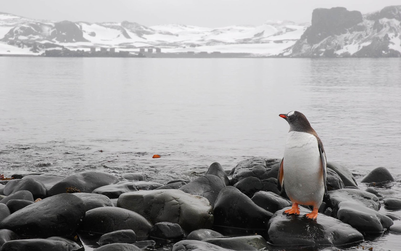 Обои камни, море, горизонт, холод, пингвин, stones, sea, horizon, cold, penguin разрешение 1920x1200 Загрузить