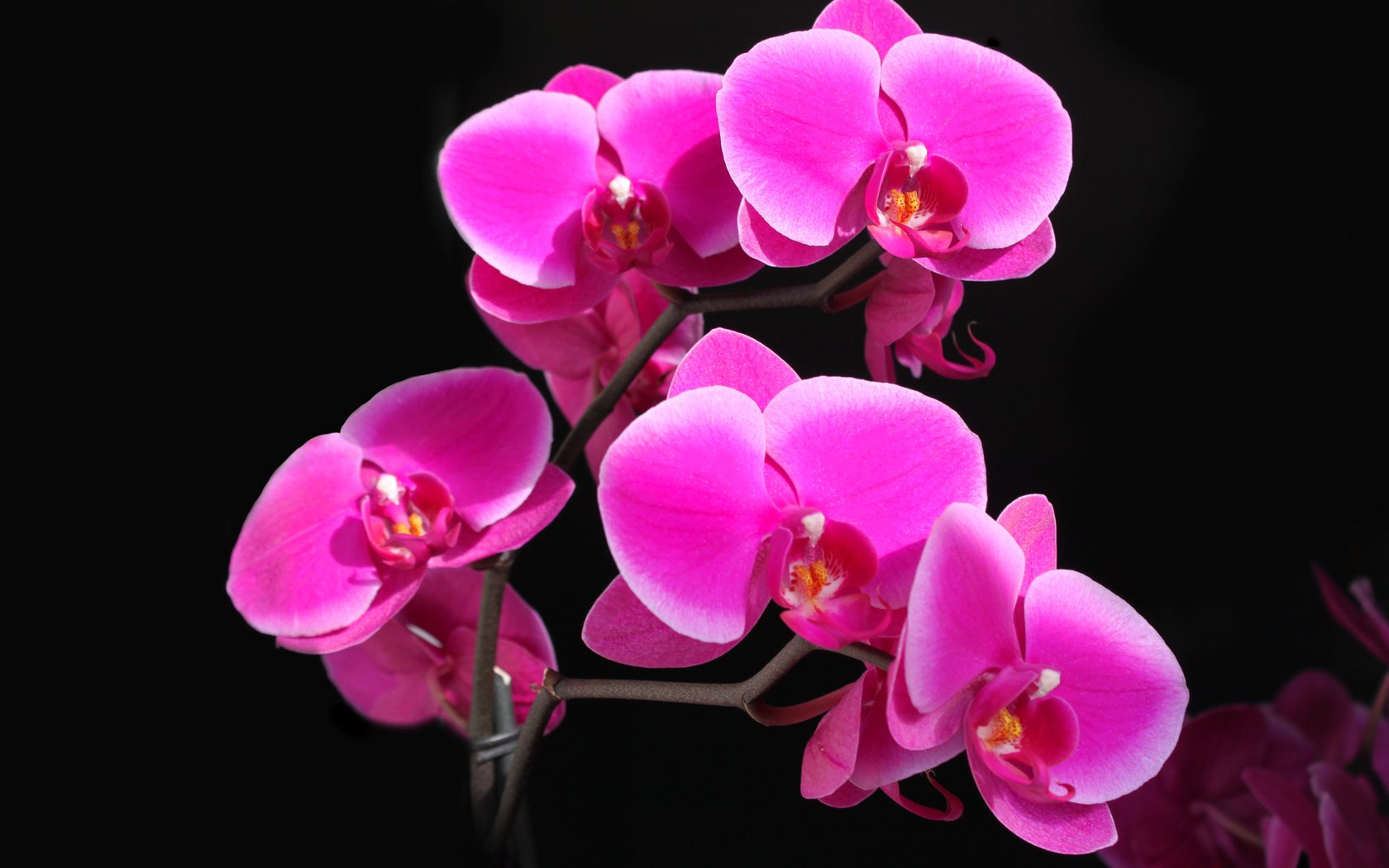 Обои красота, орхидея, фаленопсис, малиновая, beauty, orchid, phalaenopsis, raspberry разрешение 4752x3168 Загрузить