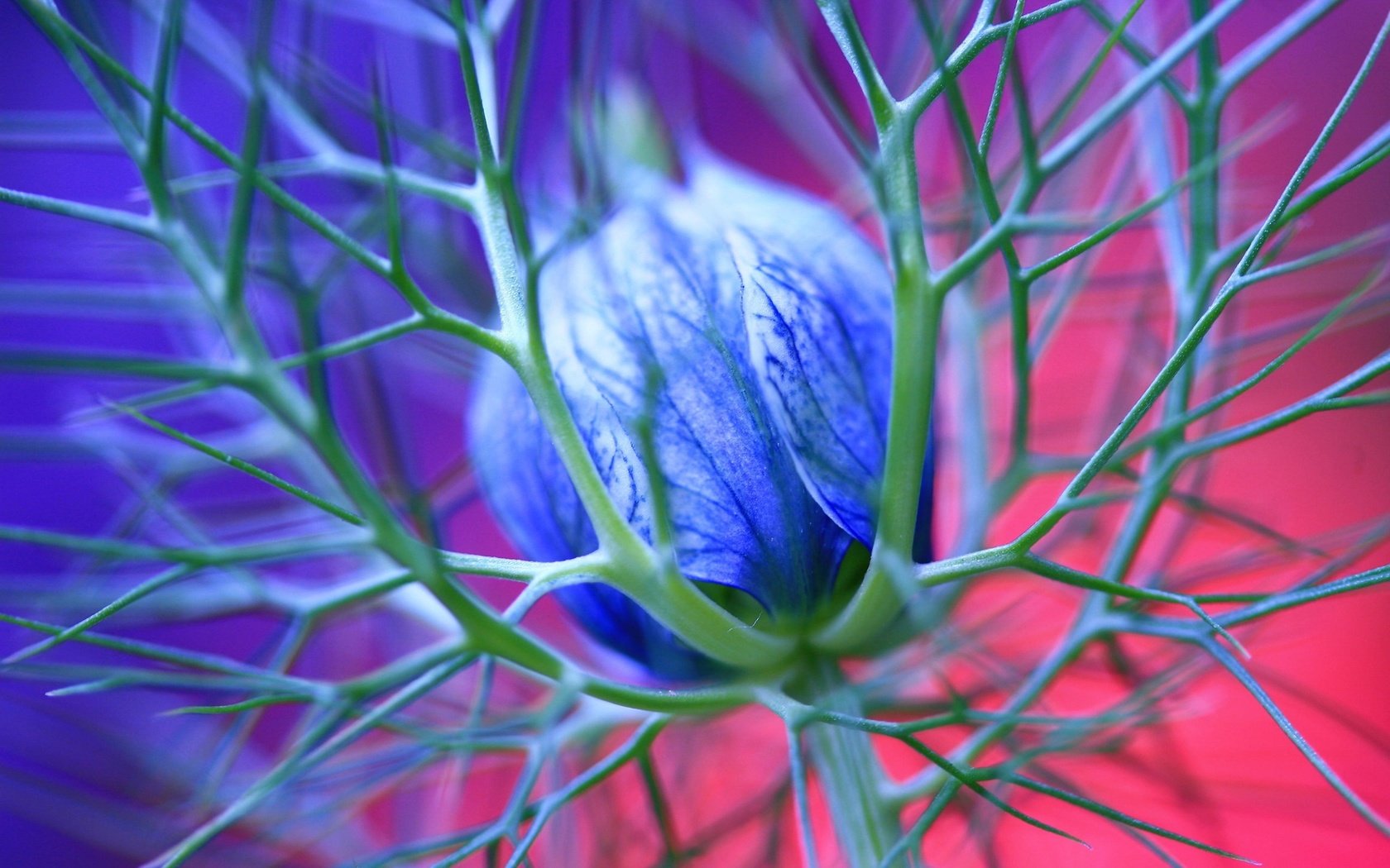 Обои макро, синий, цветок, бутон, шипы, чернушка дамасская, nigella damascena, macro, blue, flower, bud, spikes разрешение 2560x1600 Загрузить