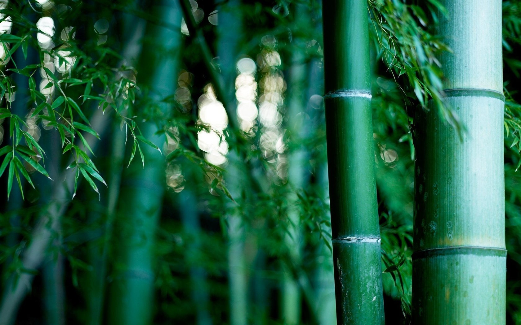 Обои природа, обои, бамбуковая роща, nature, wallpaper, bamboo grove разрешение 1920x1200 Загрузить