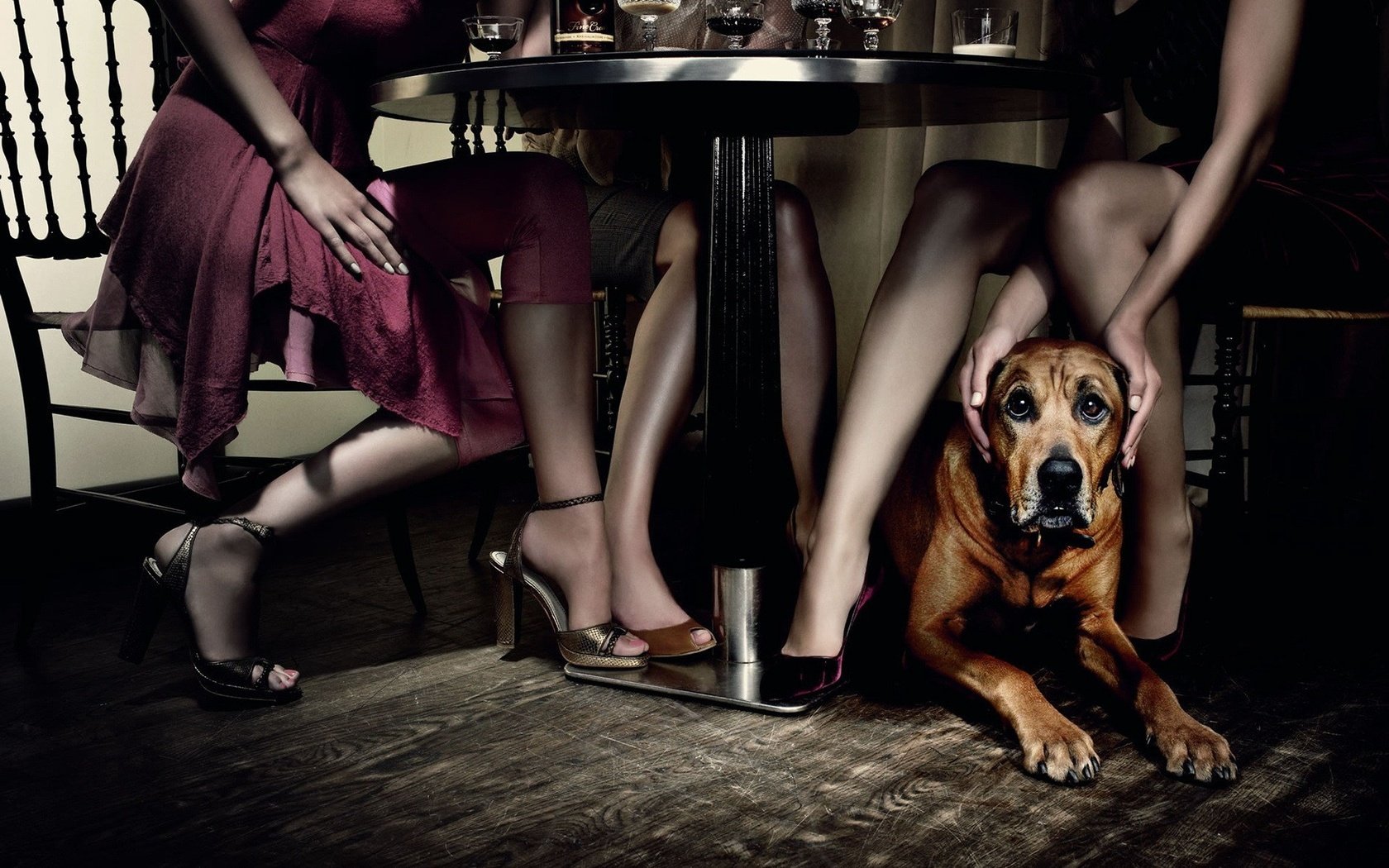 Обои стол, собака, девушки, ресторан, table, dog, girls, restaurant разрешение 1920x1440 Загрузить