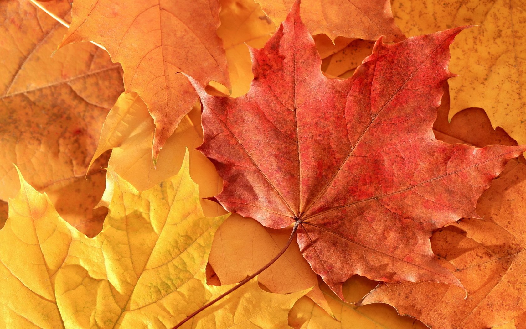 Обои листья, осень, клен, leaves, autumn, maple разрешение 1920x1080 Загрузить