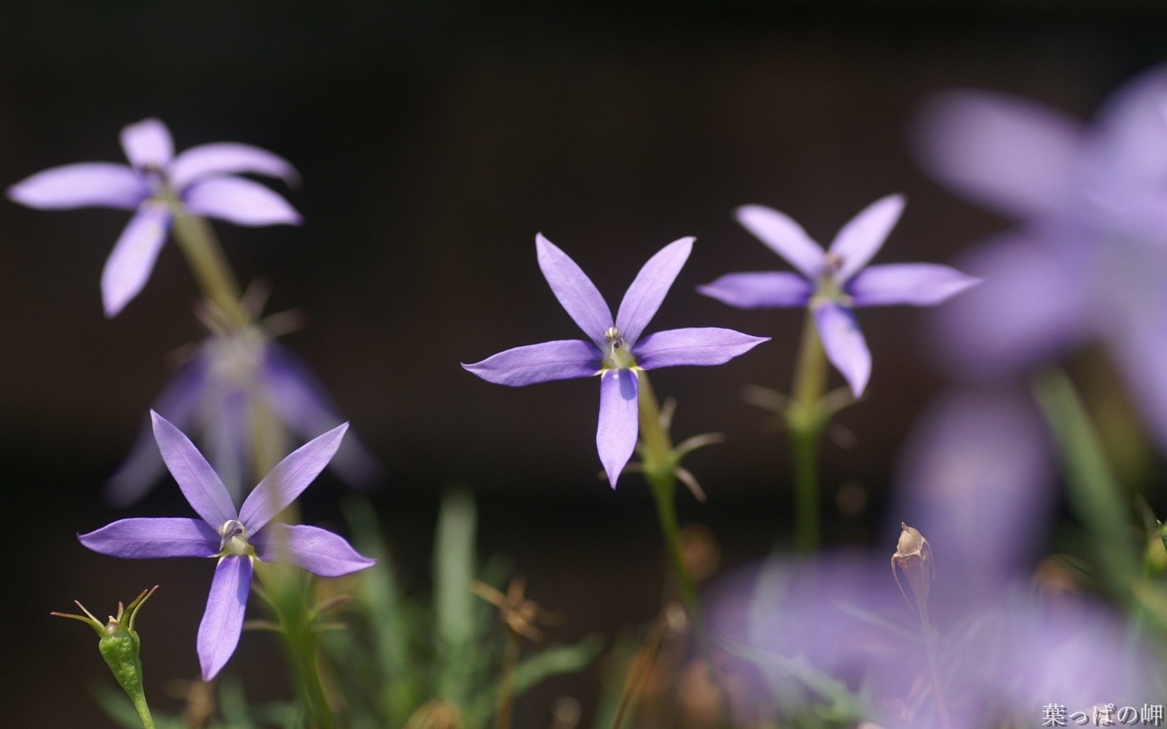 Обои цветы, лепестки, стебли, боке, лаурентия, flowers, petals, stems, bokeh разрешение 1920x1200 Загрузить