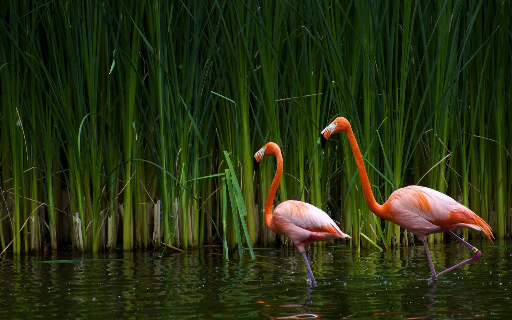 Обои озеро, фламинго, птицы, калифорния, тростник, sacramento zoo, lake, flamingo, birds, ca, cane разрешение 2560x1600 Загрузить