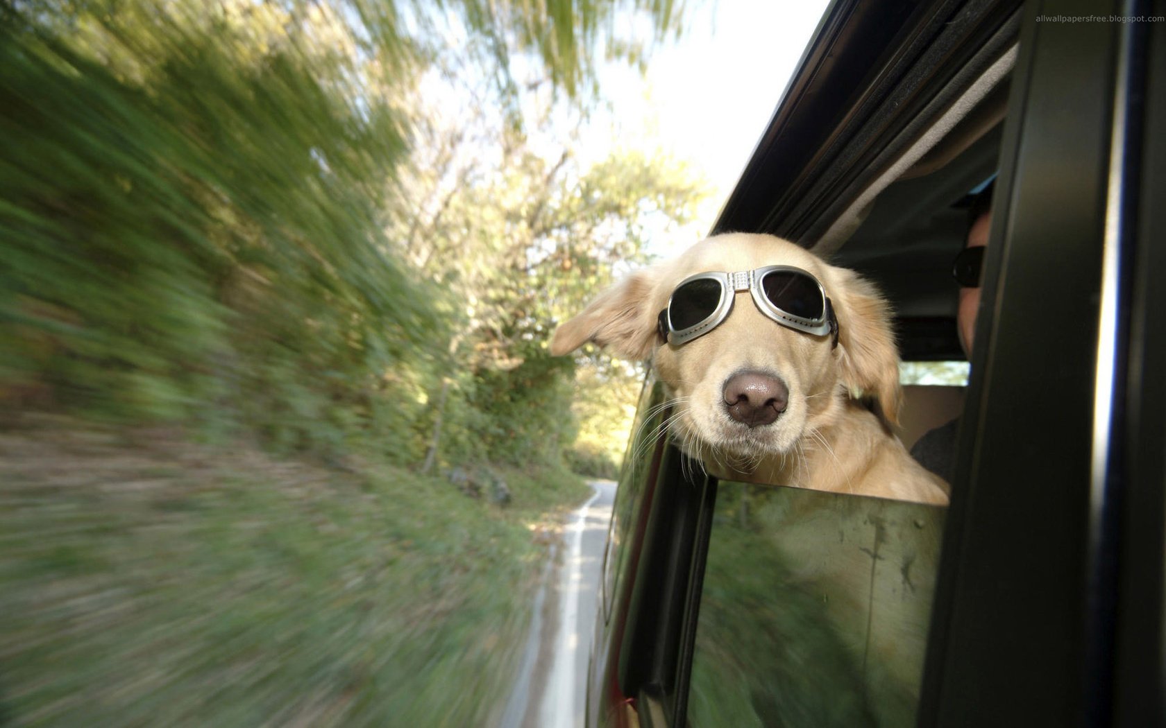 Обои очки, собака, скорость, автомобиль, glasses, dog, speed, car разрешение 1920x1200 Загрузить