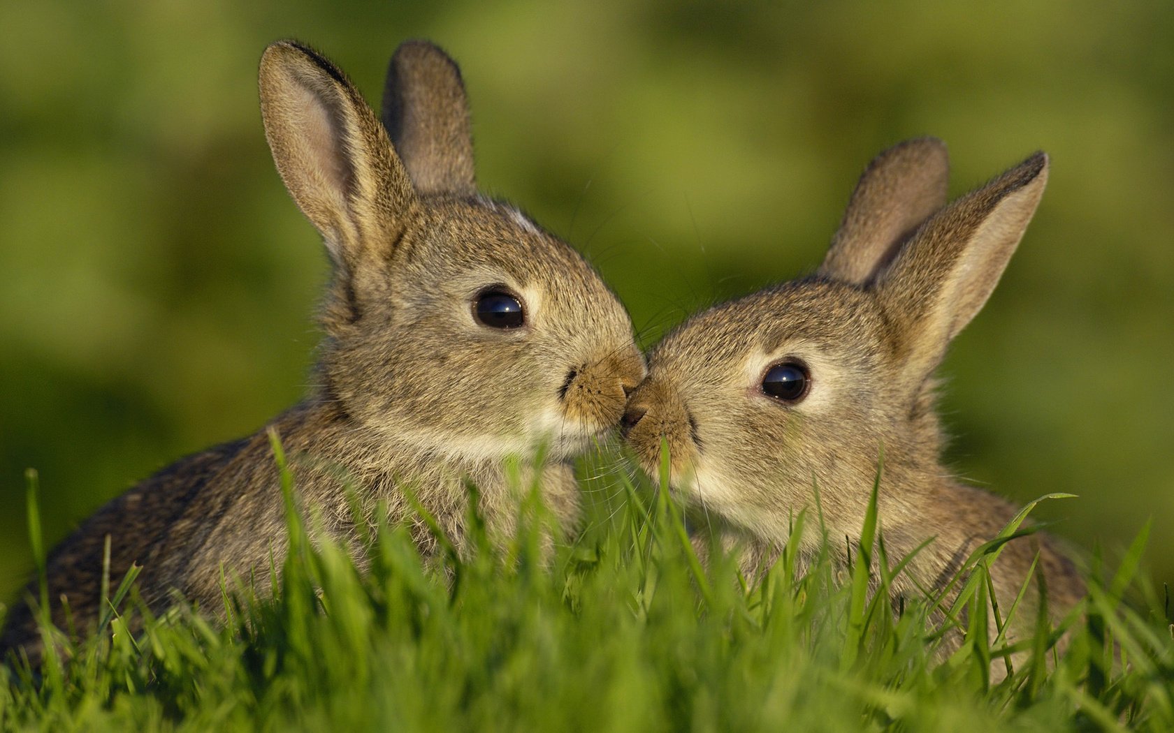 Обои трава, любовь, семья, кролики, зайцы, grass, love, family, rabbits разрешение 1920x1080 Загрузить