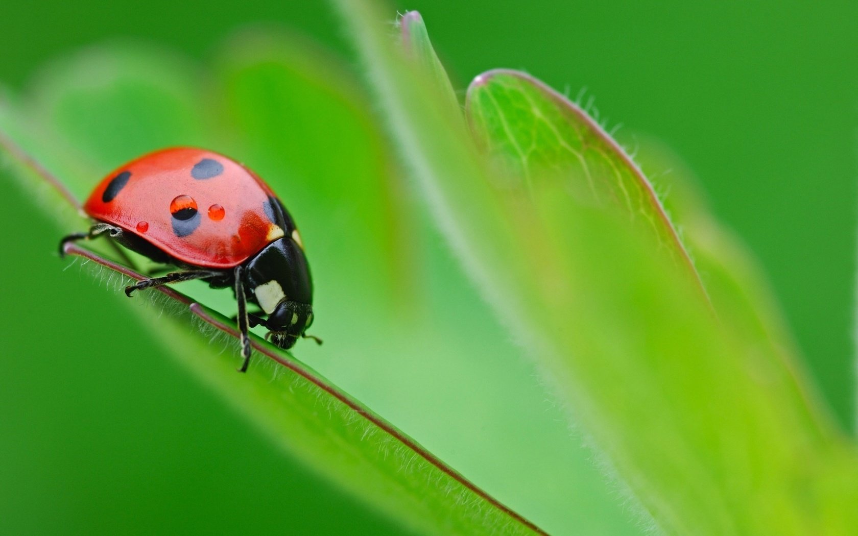 Обои зелёный, макро, лист, насекомые, божья коровка, green, macro, sheet, insects, ladybug разрешение 1920x1200 Загрузить