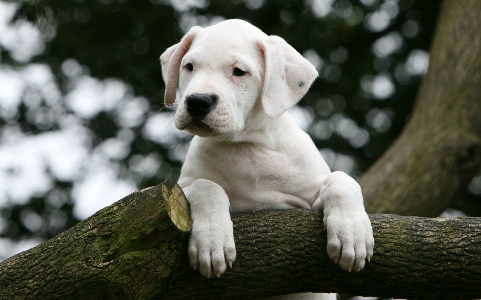 Обои дерево, собака, щенок, дог, аргентинский дог, tree, dog, puppy, the dogo argentino разрешение 1920x1200 Загрузить