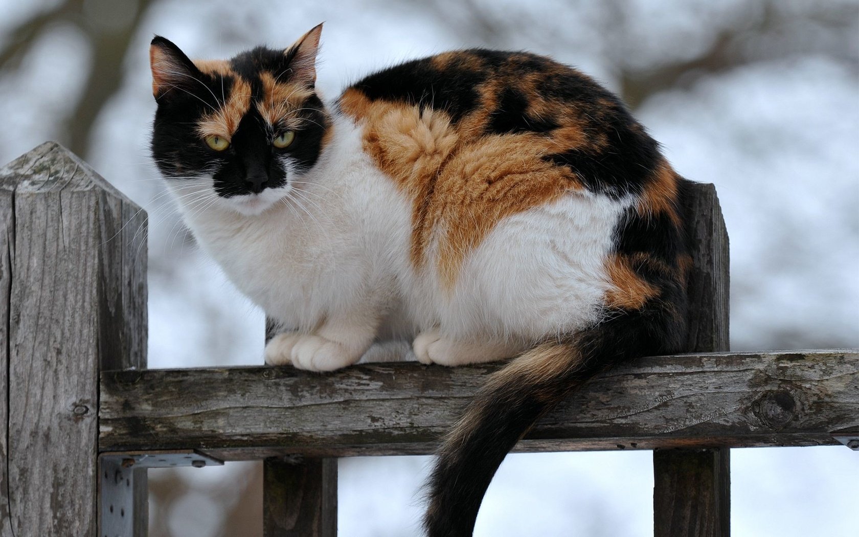 Обои кот, кошка, забор, сидит, пятнистый, трехцветный, cat, the fence, sitting, spotted, tri-color разрешение 1920x1200 Загрузить