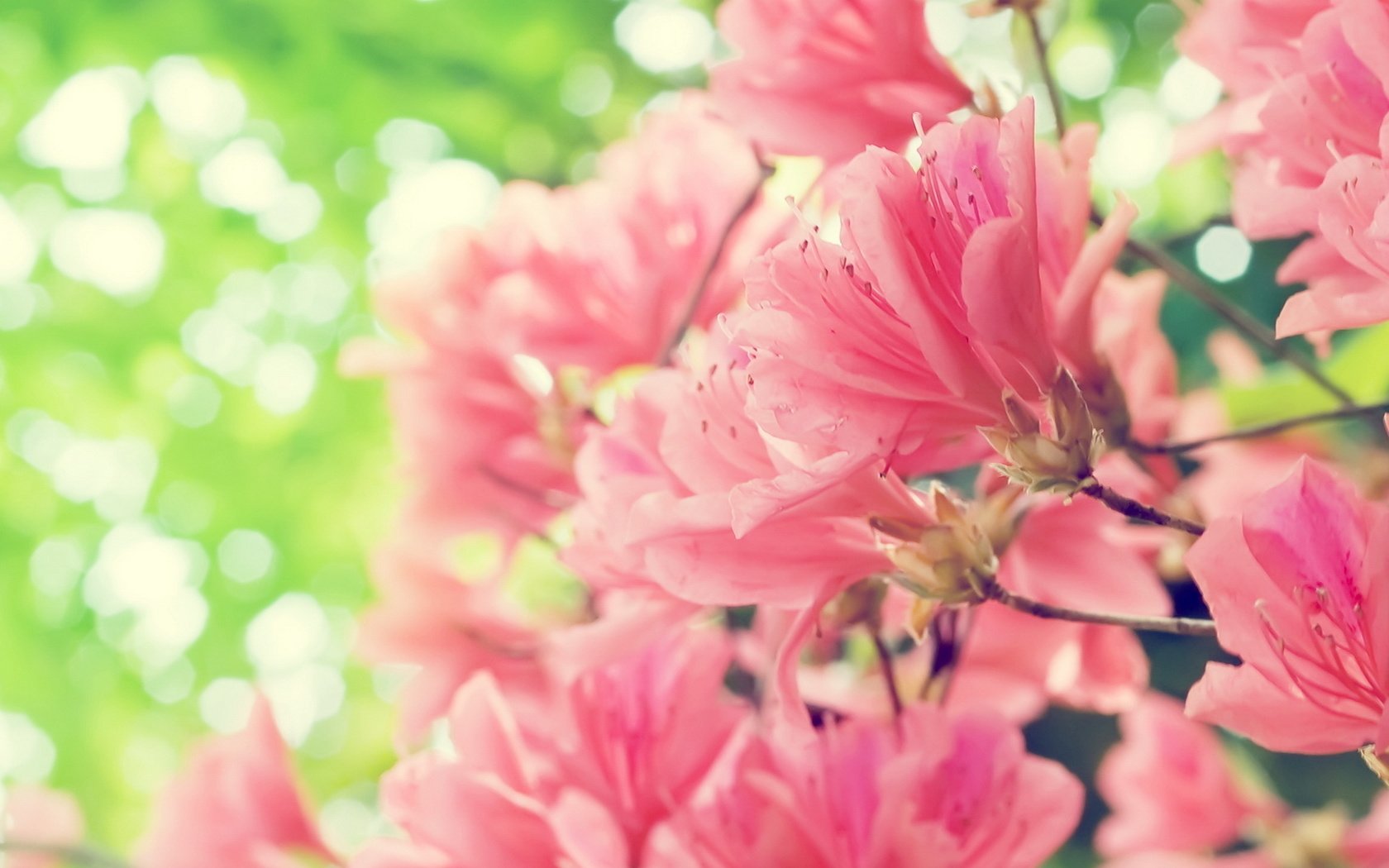 Обои цветы, цветение, лепестки, весна, розовые, растение, flowers, flowering, petals, spring, pink, plant разрешение 1920x1080 Загрузить