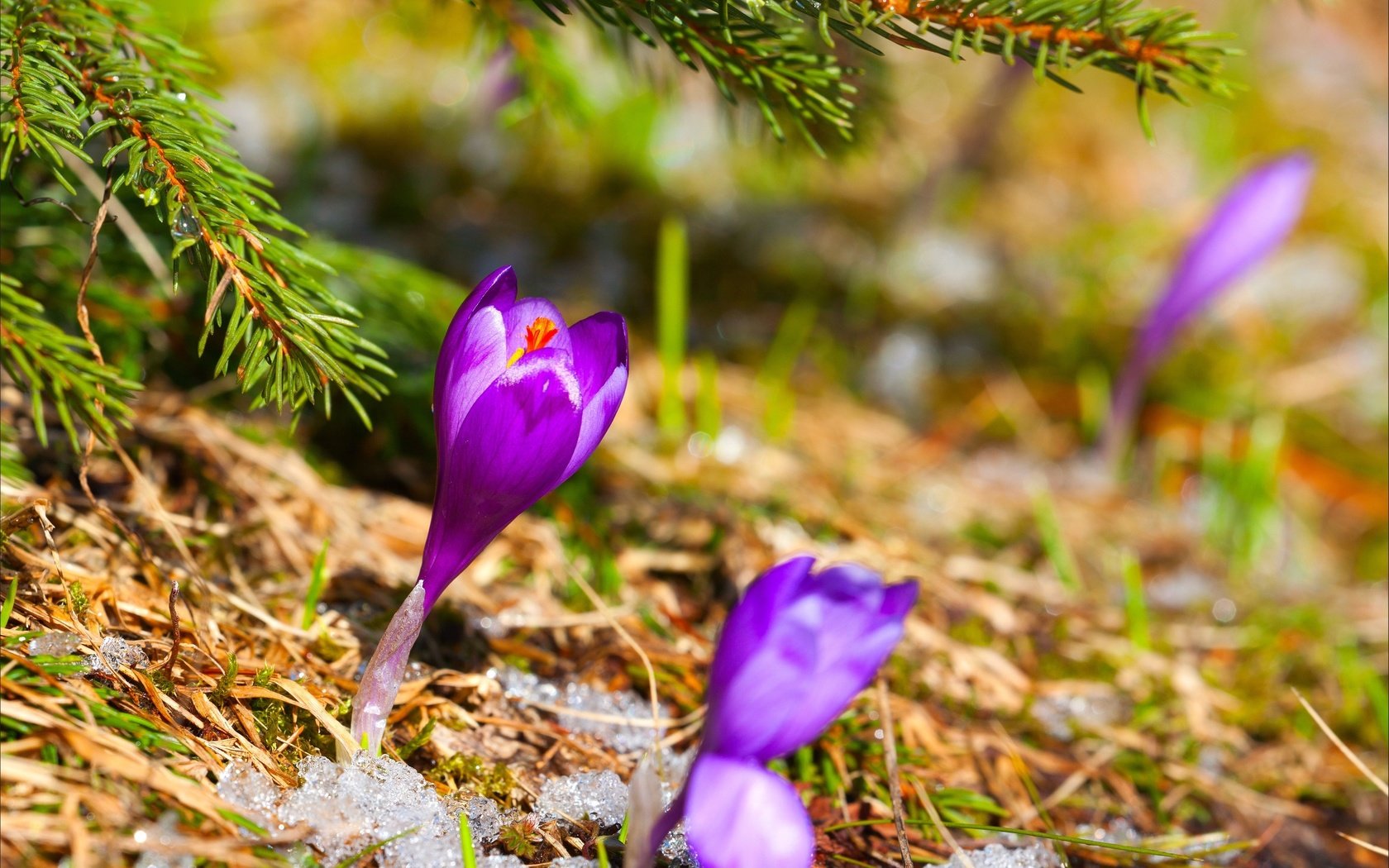 Обои цветы, трава, снег, хвоя, ель, сухая, первоцвет, крокус, flowers, grass, snow, needles, spruce, dry, primrose, krokus разрешение 2880x1800 Загрузить