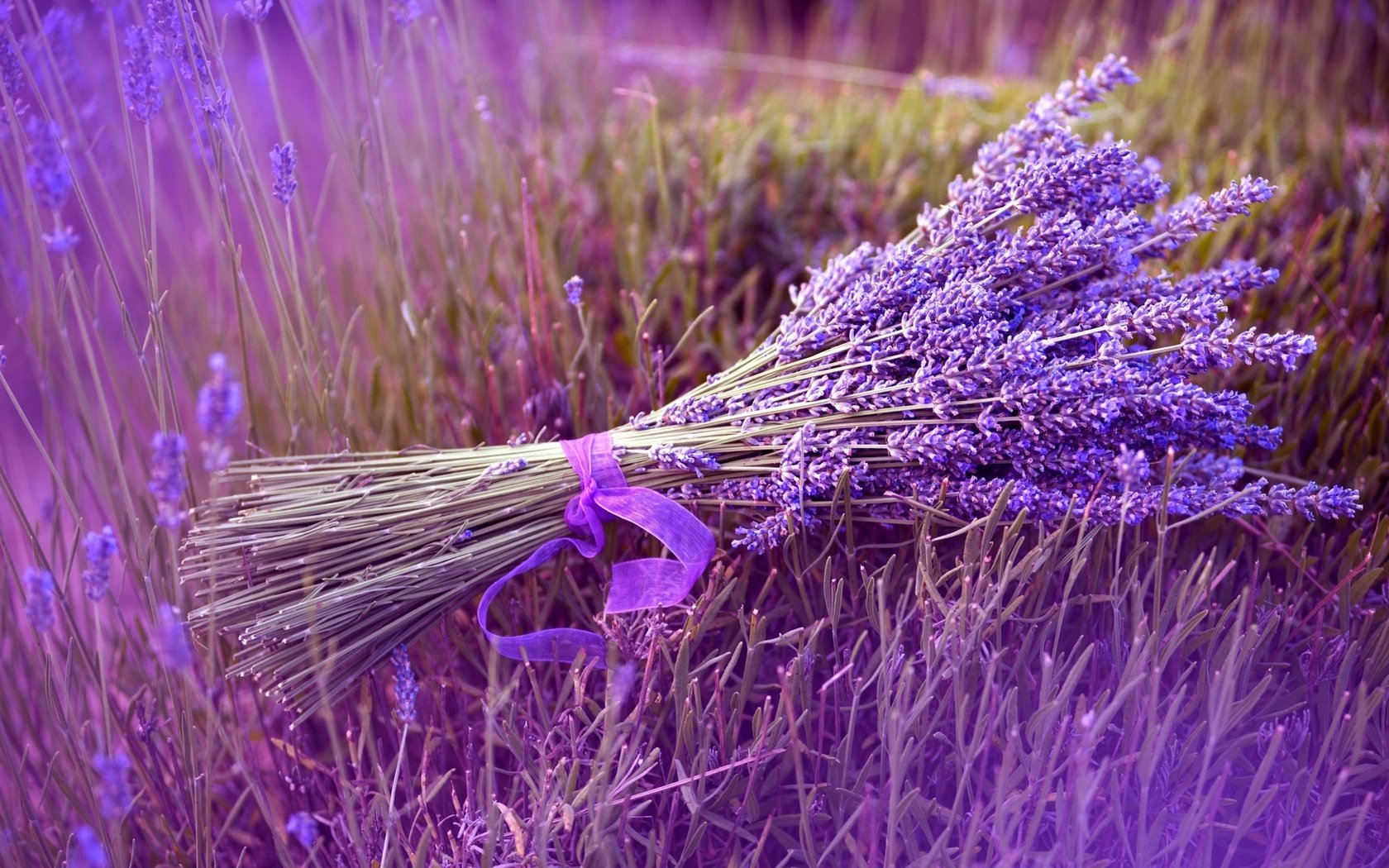 Обои цветы, природа, поле, лаванда, букет, лента, flowers, nature, field, lavender, bouquet, tape разрешение 1920x1200 Загрузить