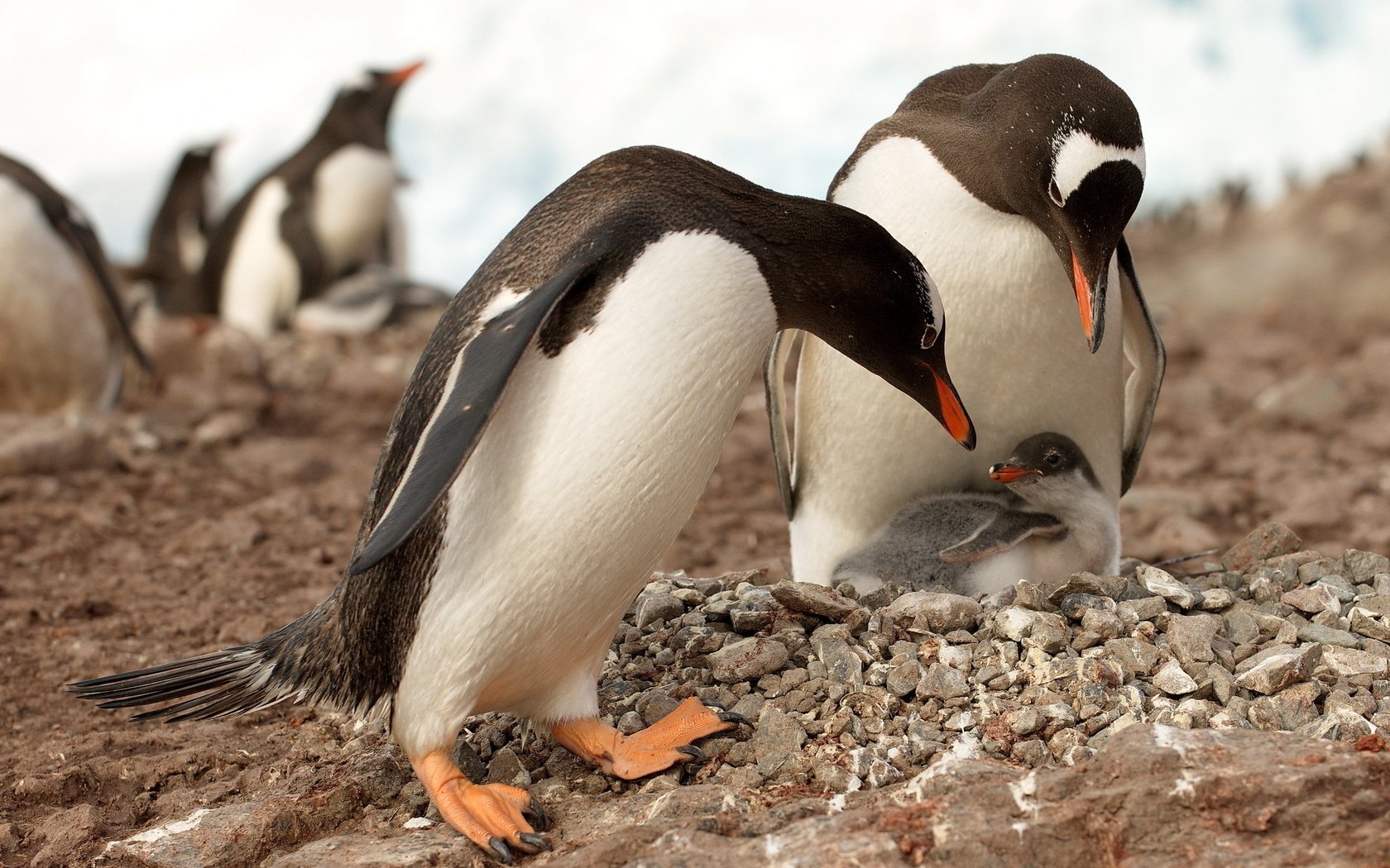 Обои камни, животные, птицы, пингвины, антарктика, пингвинята, stones, animals, birds, penguins, antarctica, babies разрешение 2560x1600 Загрузить