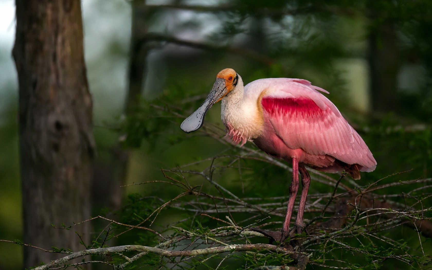 Обои природа, птица, розовая, колпица, roseate spoonbill, nature, bird, pink, spoonbill разрешение 1920x1200 Загрузить