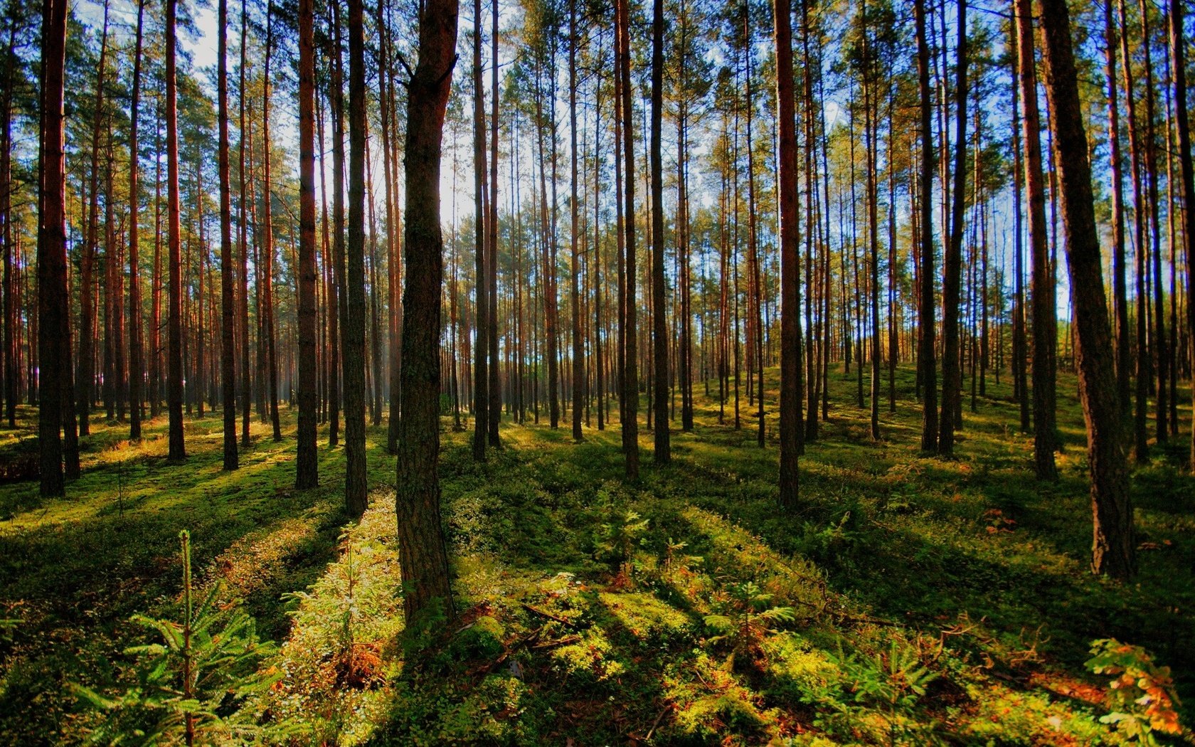 Обои свет, деревья, тень, хвойный, природа.лес, light, trees, shadow, coniferous, nature.forest разрешение 1920x1200 Загрузить