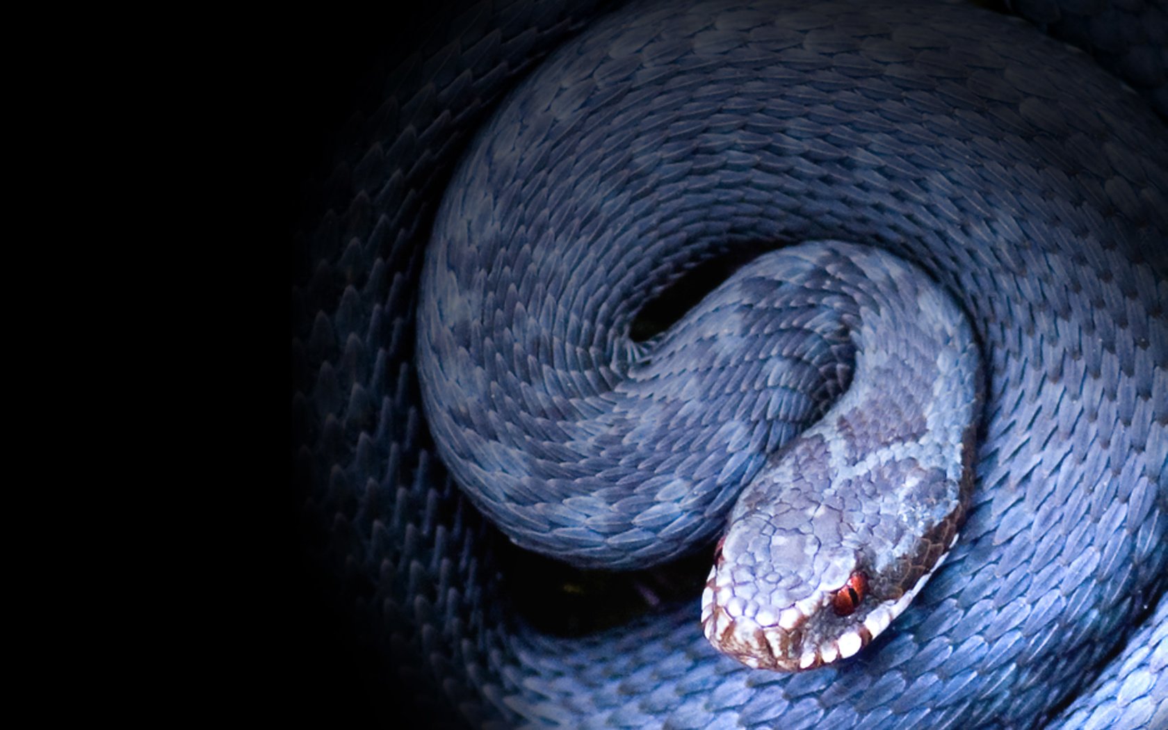 Обои змея, крупный план, рептилия, гадюка, snake, close-up, reptile, viper разрешение 2560x1600 Загрузить