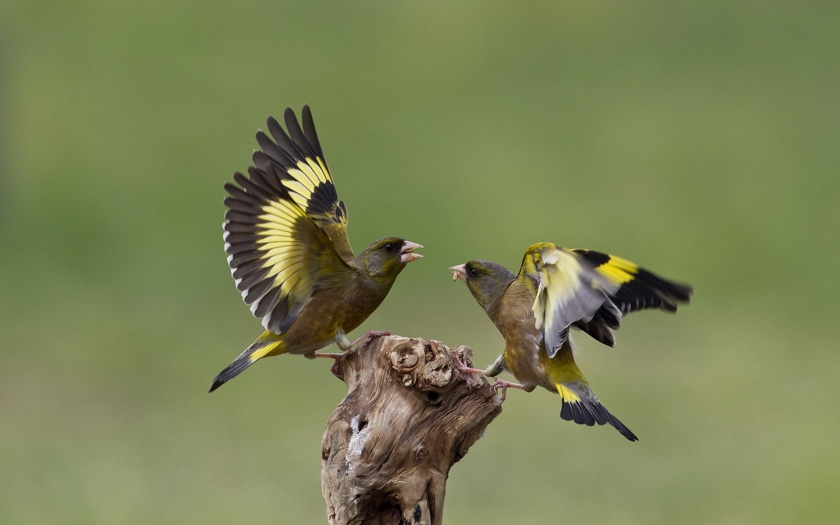 Обои природа, птицы, щегол, щеглы, ссора, nature, birds, goldfinch, goldfinches, fight разрешение 2048x1342 Загрузить