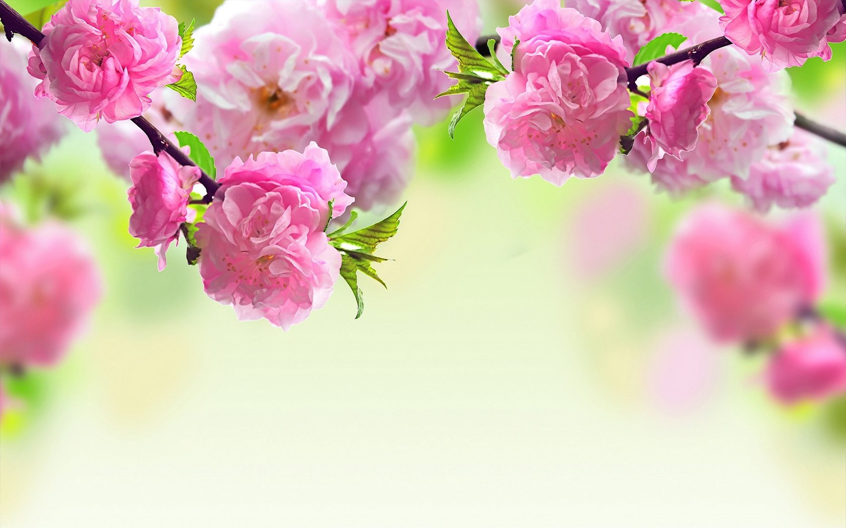 Обои цветы, природа, цветение, ветки, весна, сакура, flowers, nature, flowering, branches, spring, sakura разрешение 1920x1200 Загрузить
