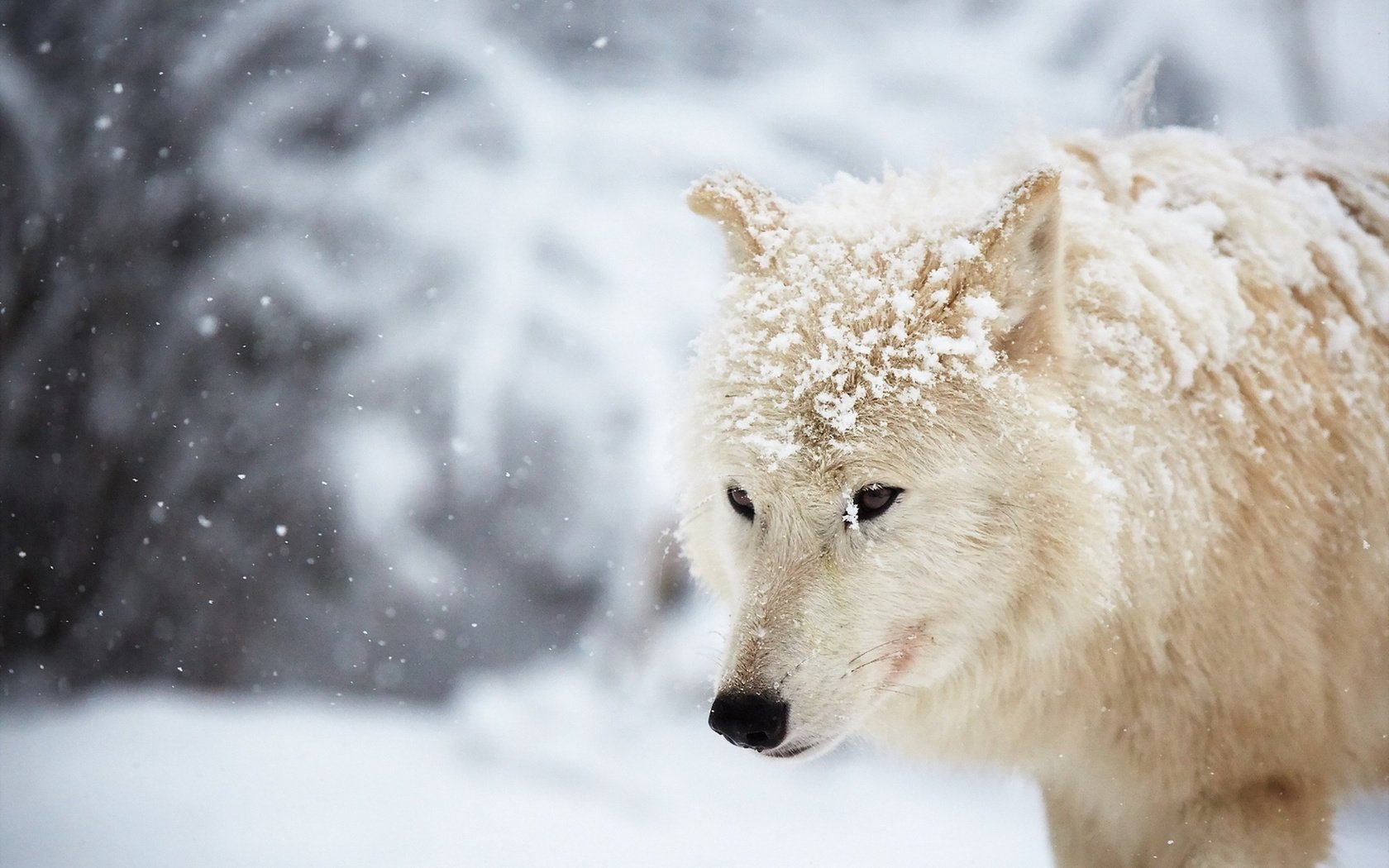 Обои снег, зима, белый, волк, арктический волк, snow, winter, white, wolf, arctic wolf разрешение 1920x1280 Загрузить