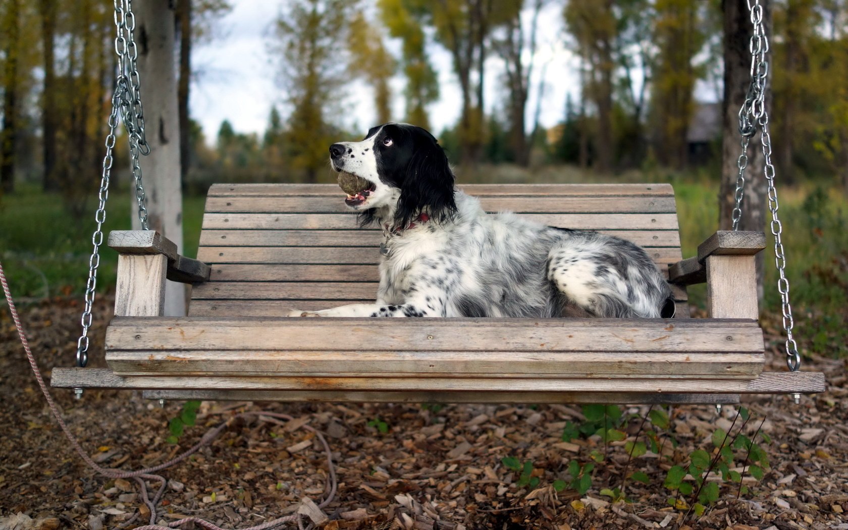 Обои осень, собака, скамейка, качели, сеттер, английский сеттер, autumn, dog, bench, swing, setter, the english setter разрешение 2560x1440 Загрузить