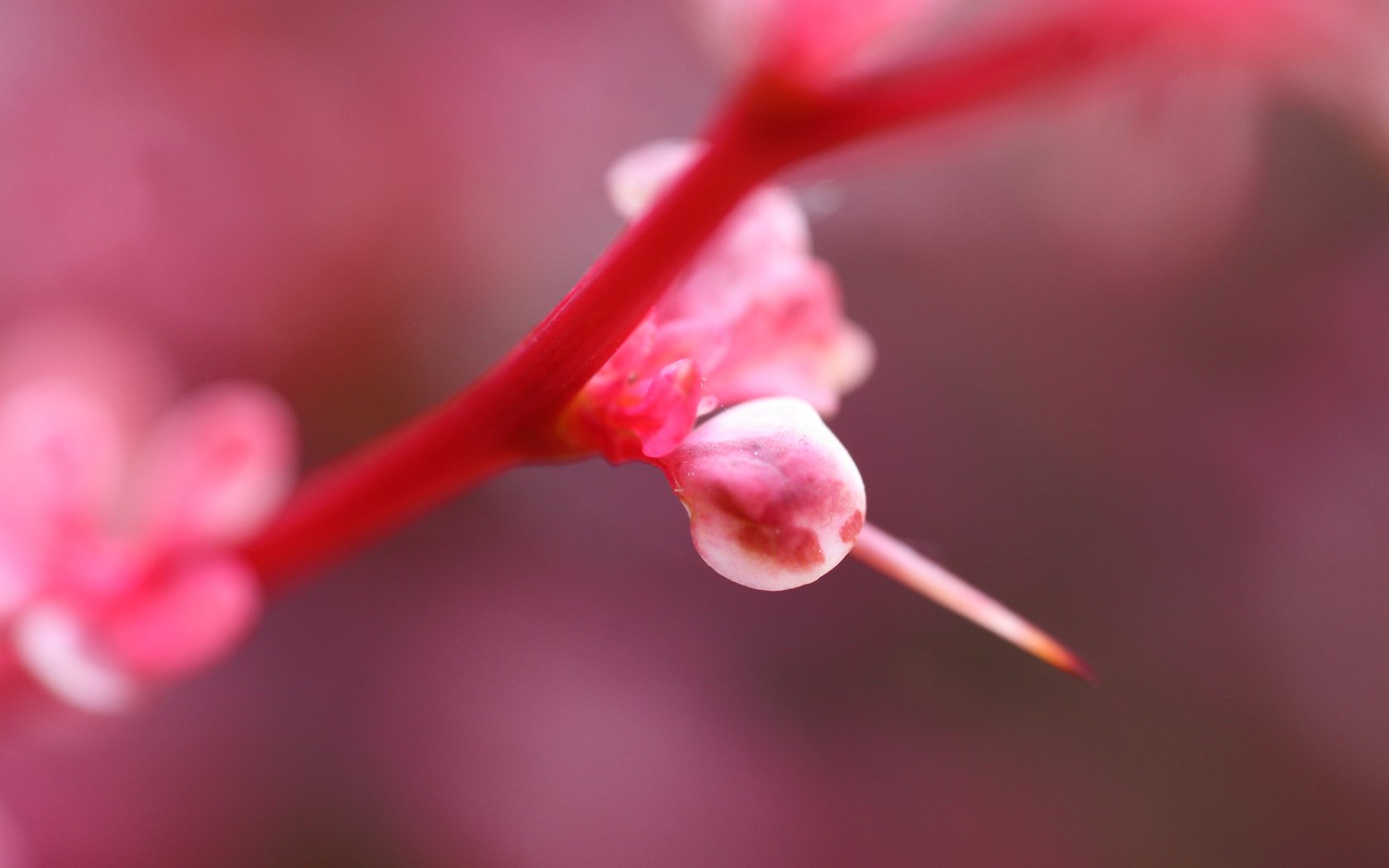 Обои свет, цветок, розовый, растение, light, flower, pink, plant разрешение 3504x2336 Загрузить