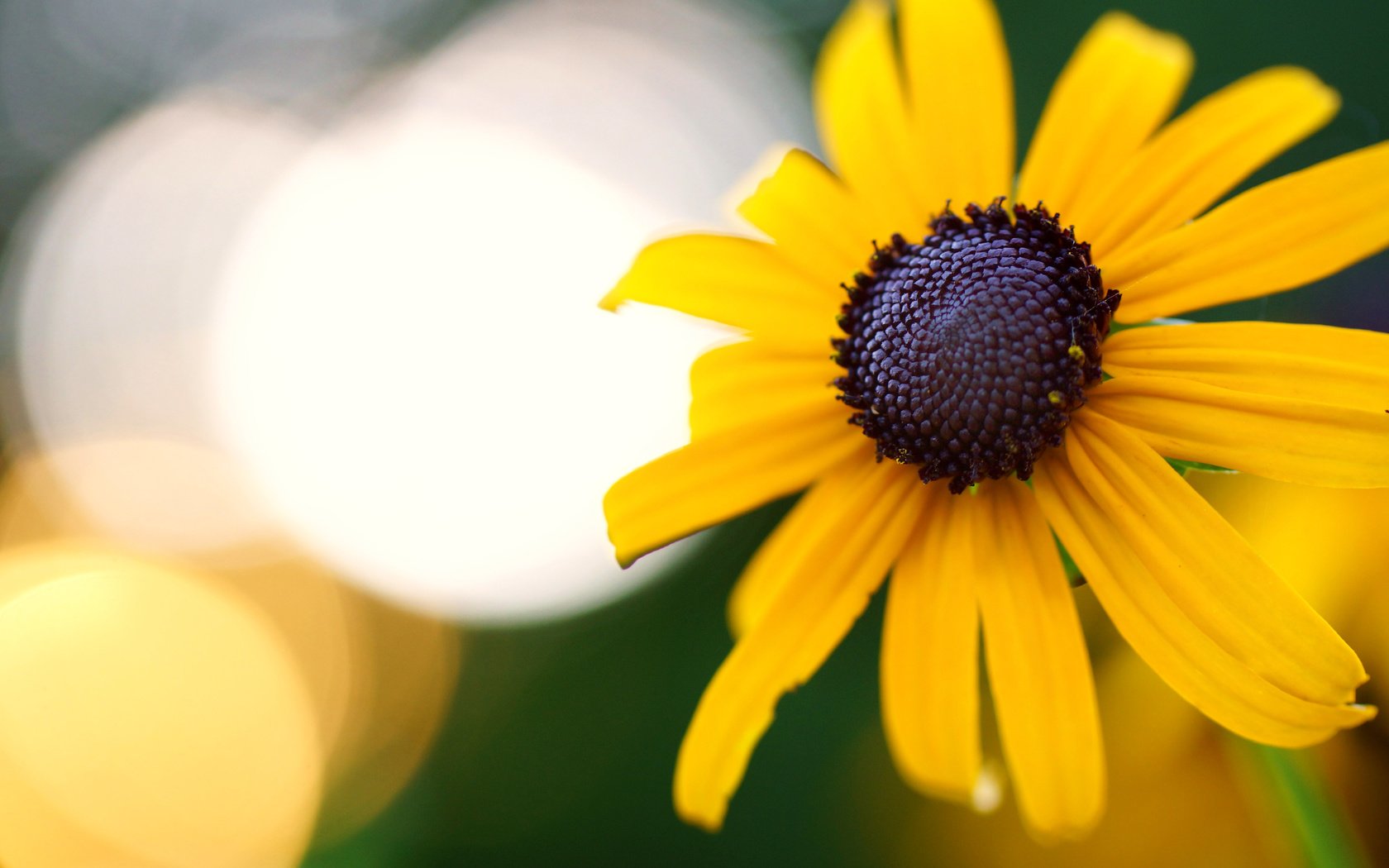 Обои желтый, макро, цветок, боке, рудбекия, yellow, macro, flower, bokeh, rudbeckia разрешение 6000x4000 Загрузить