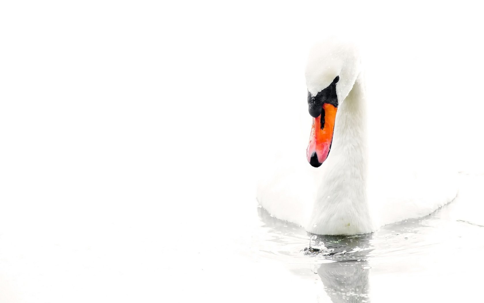 Обои вода, белый, птица, белый фон, лебедь, water, white, bird, white background, swan разрешение 2048x1342 Загрузить