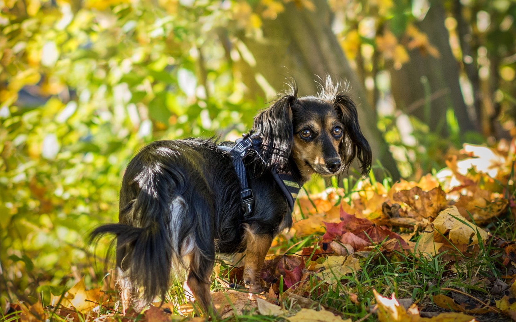 Обои взгляд, осень, собака, друг, look, autumn, dog, each разрешение 2048x1397 Загрузить