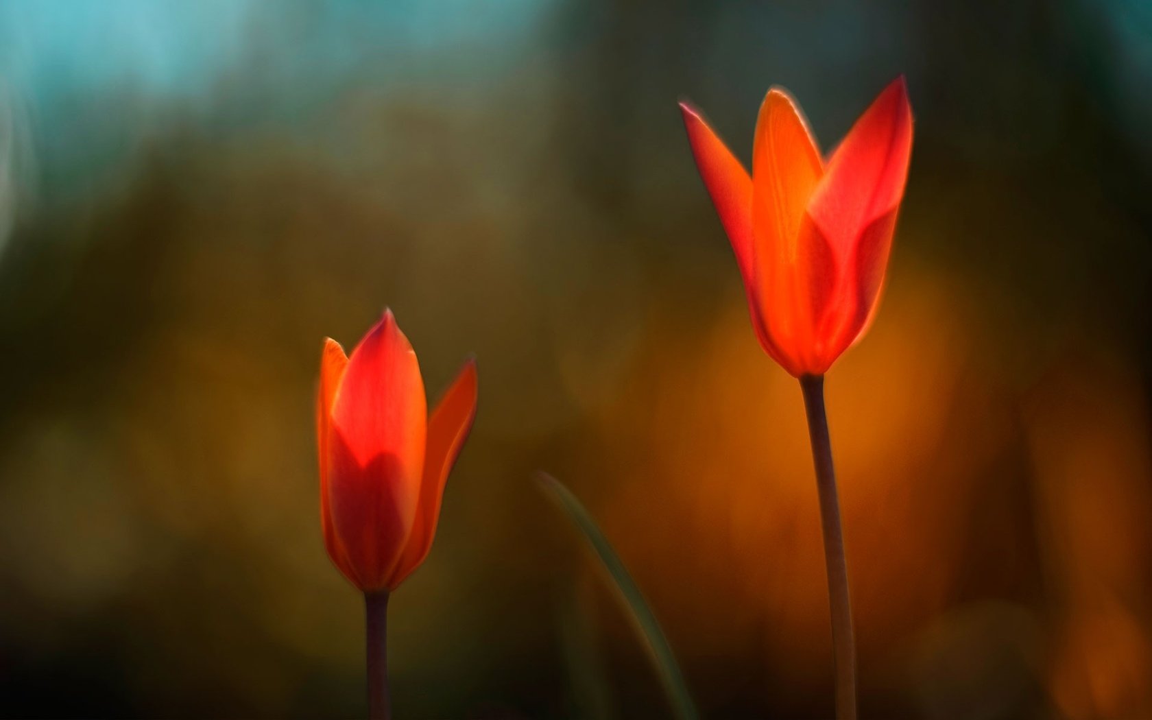 Обои цветы, природа, красные, тюльпаны, flowers, nature, red, tulips разрешение 1920x1200 Загрузить
