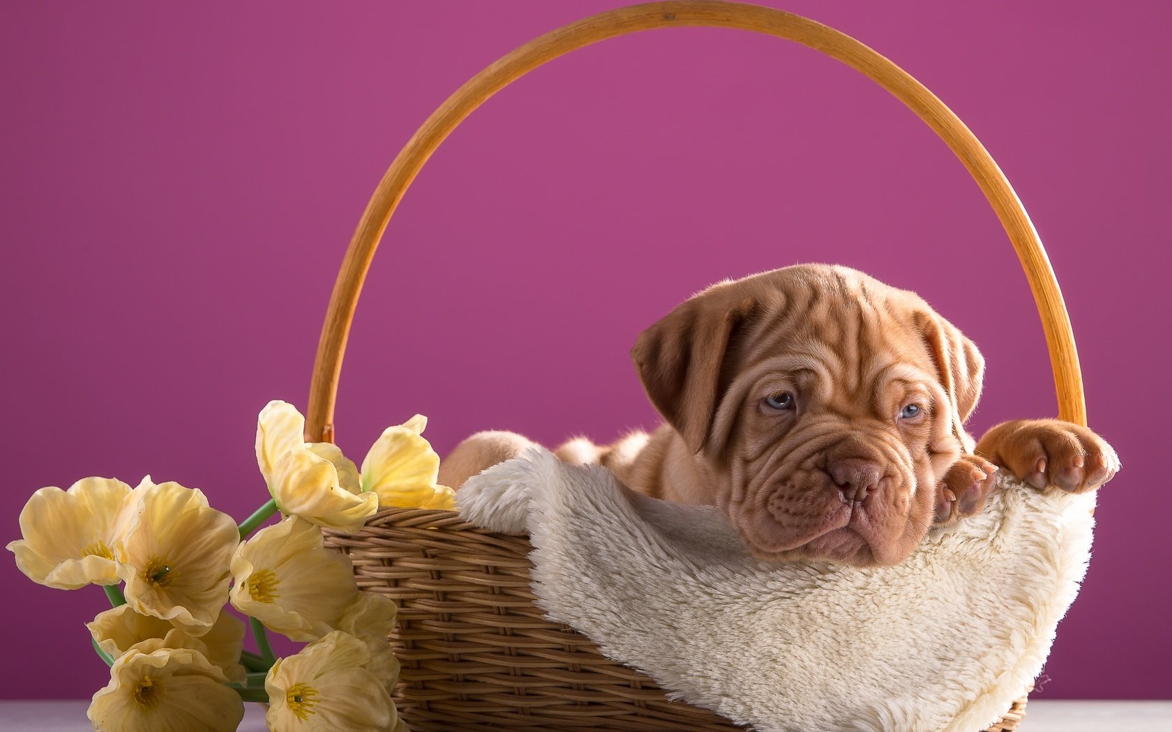 Обои цветы, щенок, корзина, дог, бордоский, flowers, puppy, basket, dog, bordeaux разрешение 3600x2313 Загрузить