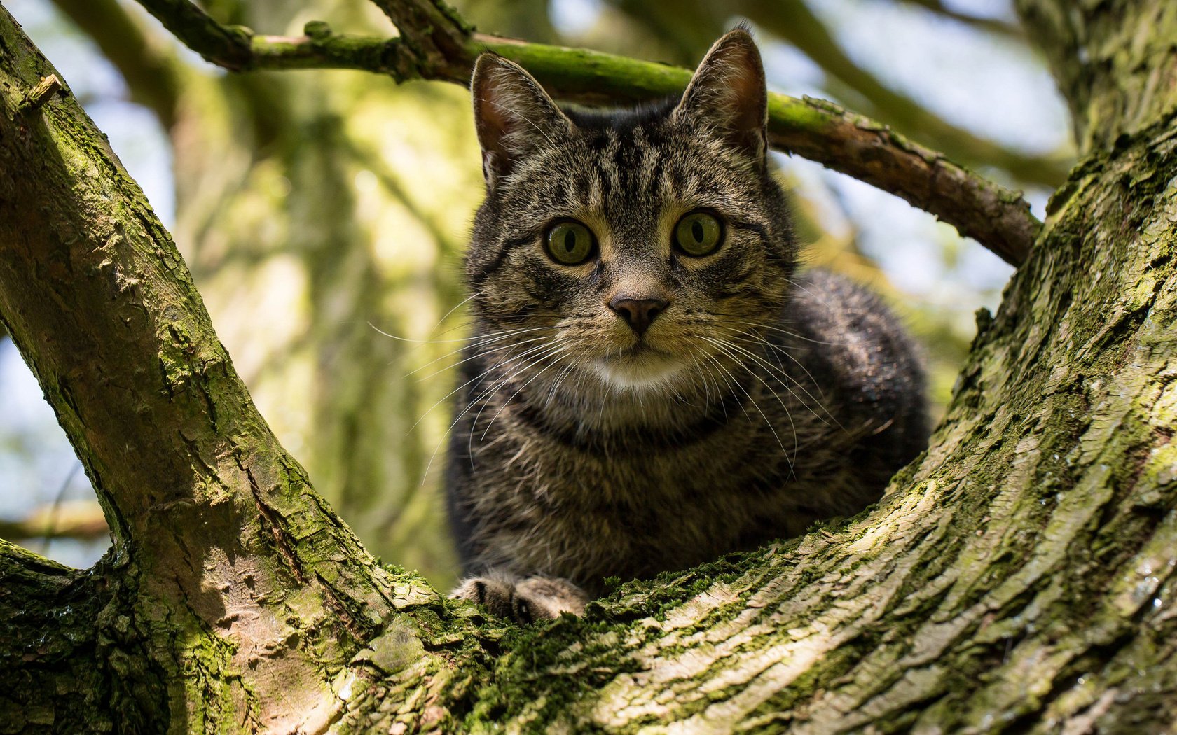 Обои дерево, кот, кошка, взгляд, на дереве, tree, cat, look, on the tree разрешение 2048x1332 Загрузить