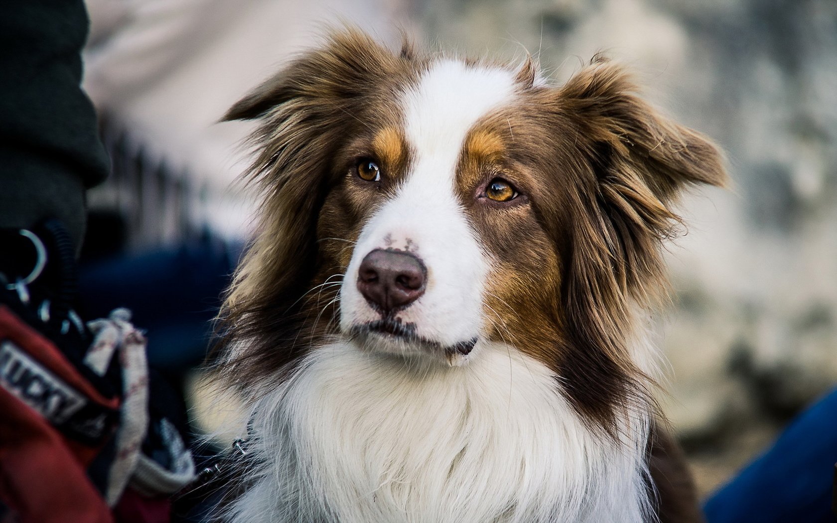 Обои взгляд, собака, друг, австралийская овчарка, look, dog, each, australian shepherd разрешение 1920x1200 Загрузить