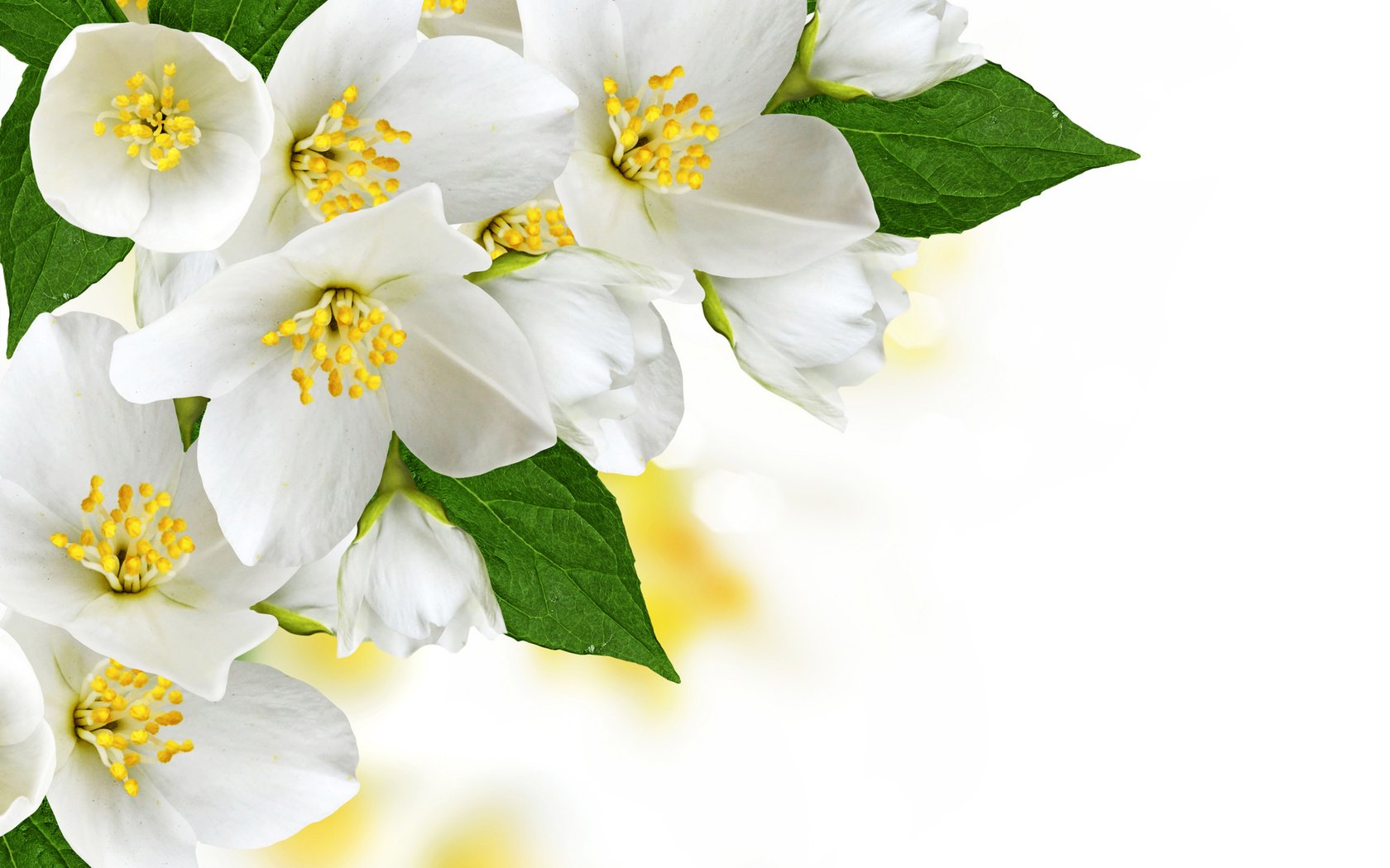 Обои цветы, цветение, белые, деревь, жасмин, цветущий, flowers, flowering, white, trees, jasmine, blooming разрешение 5000x3750 Загрузить